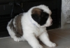 Ready Saint Bernard Puppies For for Re Homing.